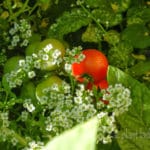 growing tomatoes