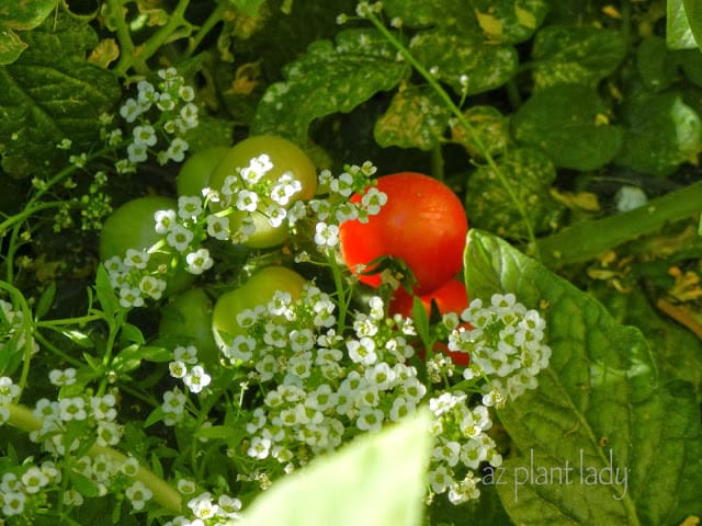 growing tomatoes