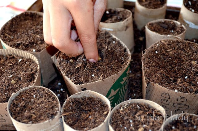 seedling containers