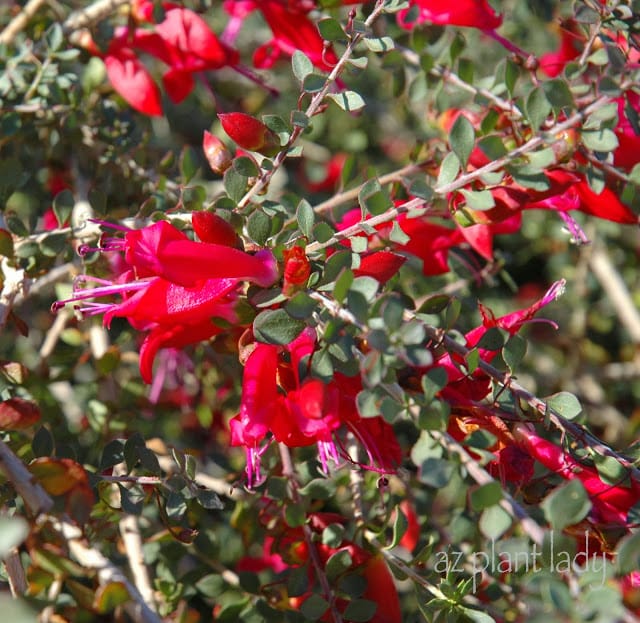 valentine bush