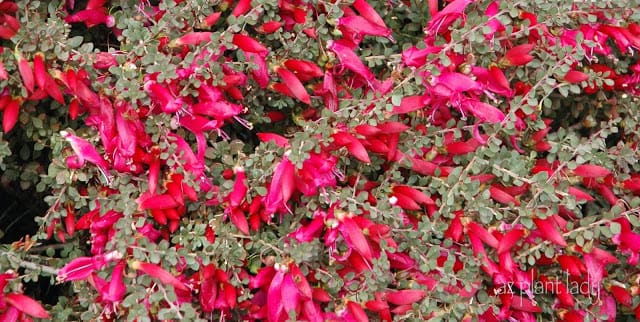  red flowers