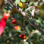 valentine bush