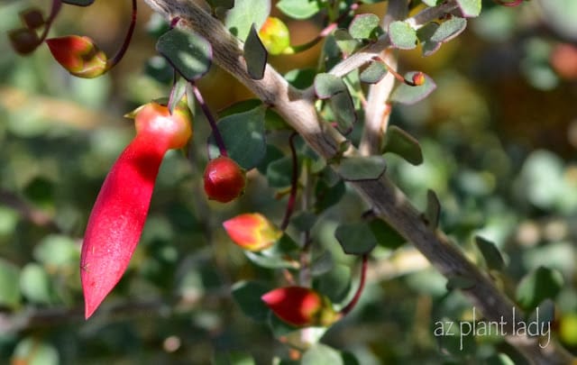 valentine bush