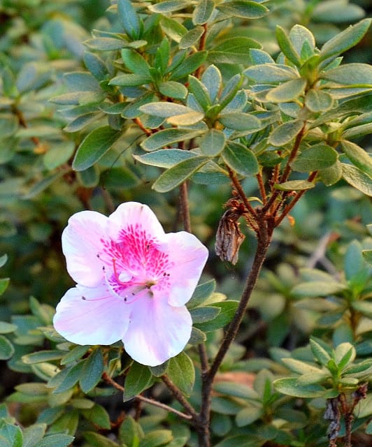 pink azalea and the hibiscus