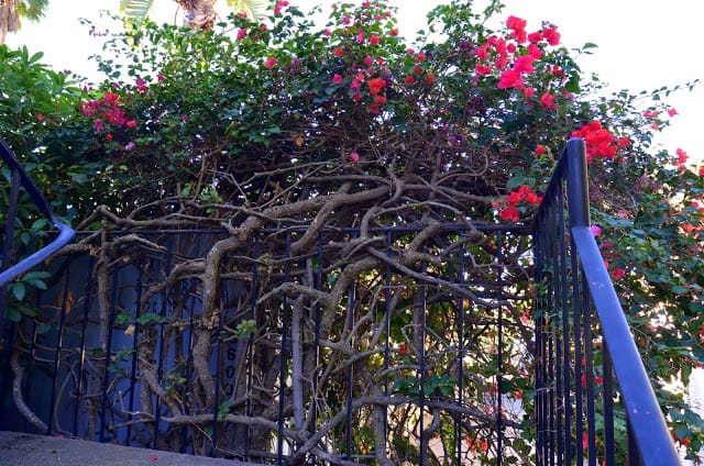 old bougainvillea