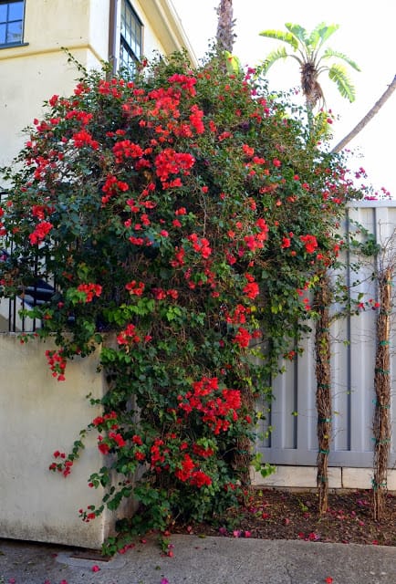 old bougainvillea