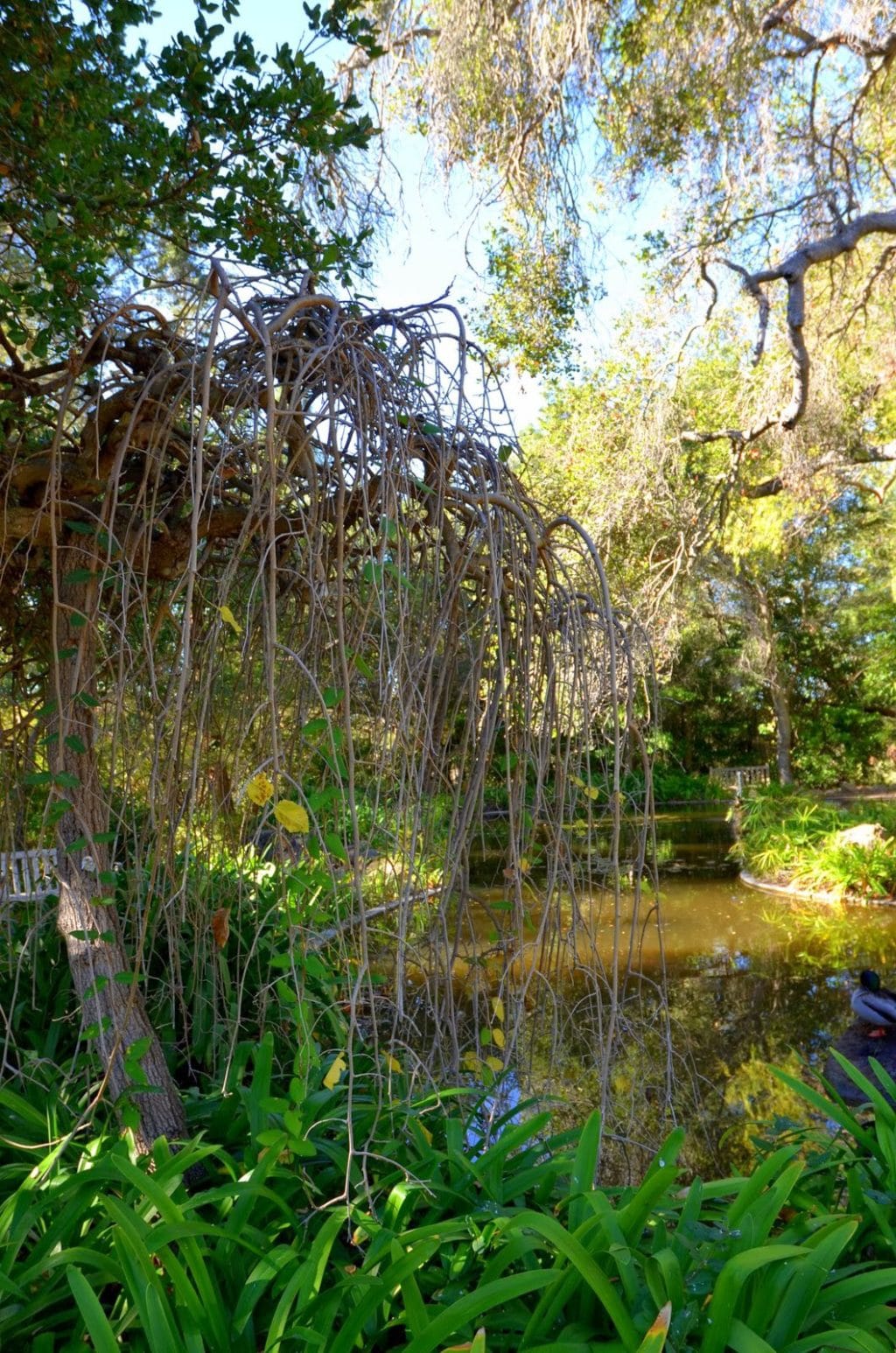 Westmont College