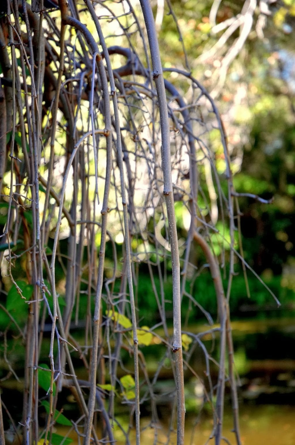 Weeping Mulberry