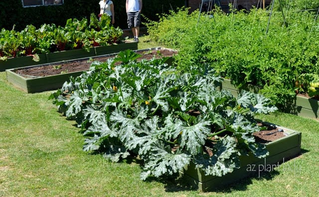 zucchini, Swiss chard, tomatillos and carrots