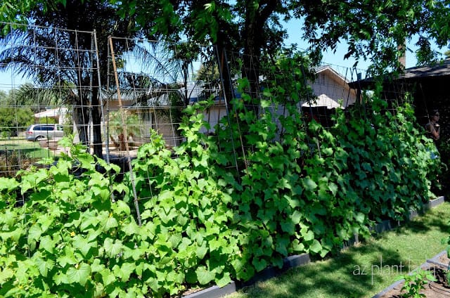 cucumber plants