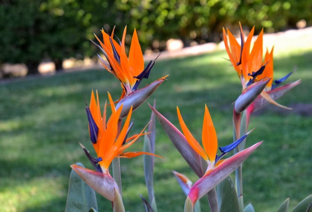 Tropical Bird-of-Paradise