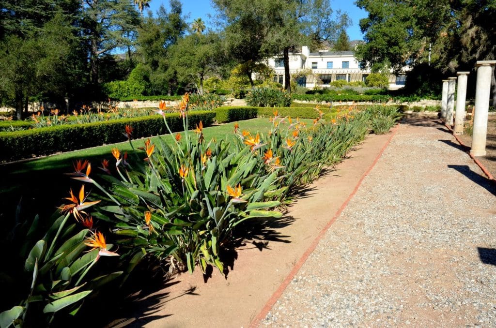 Tropical Bird-of-Paradise bloom 