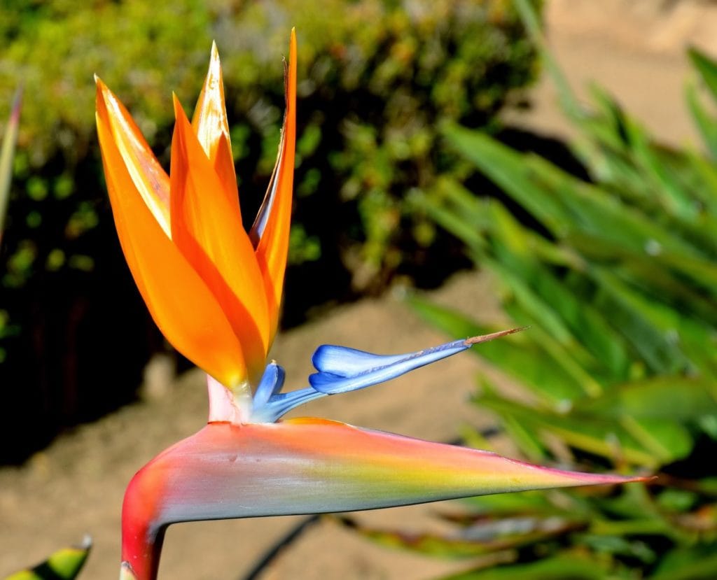 Tropical Bird-of-Paradise bloom 
