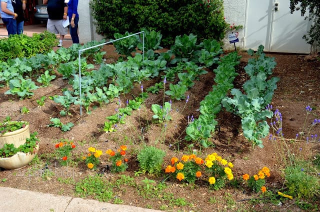 Vegetable Gardens