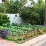 vegetable garden