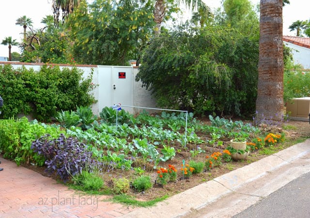 Melhor lugar para plantar um jardim no Arizona