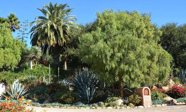 Drought-Tolerant Landscape