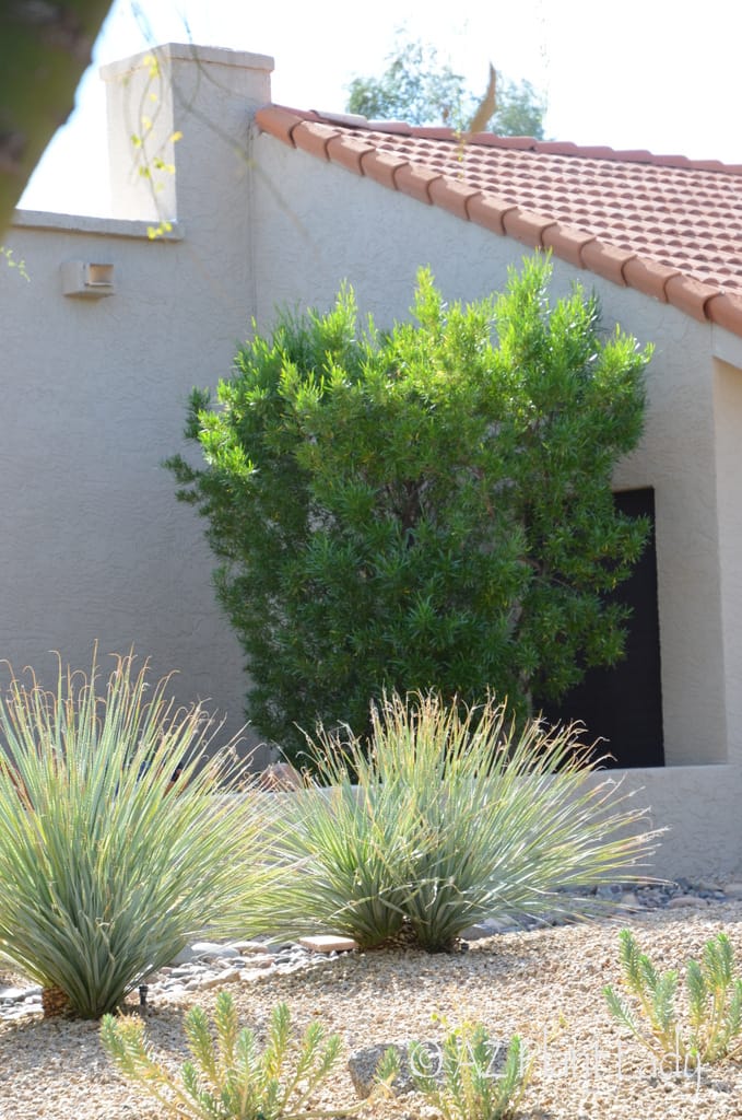 using single hop bush In Place of Curtains