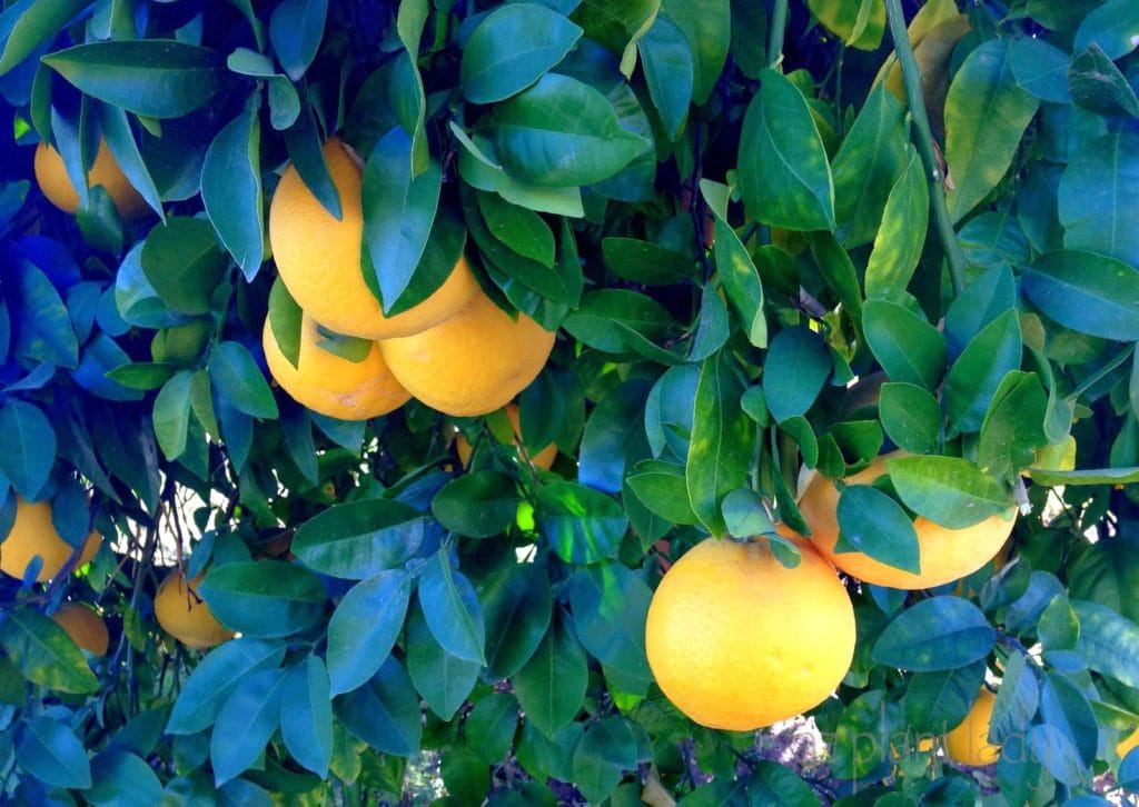 grapefruit tree