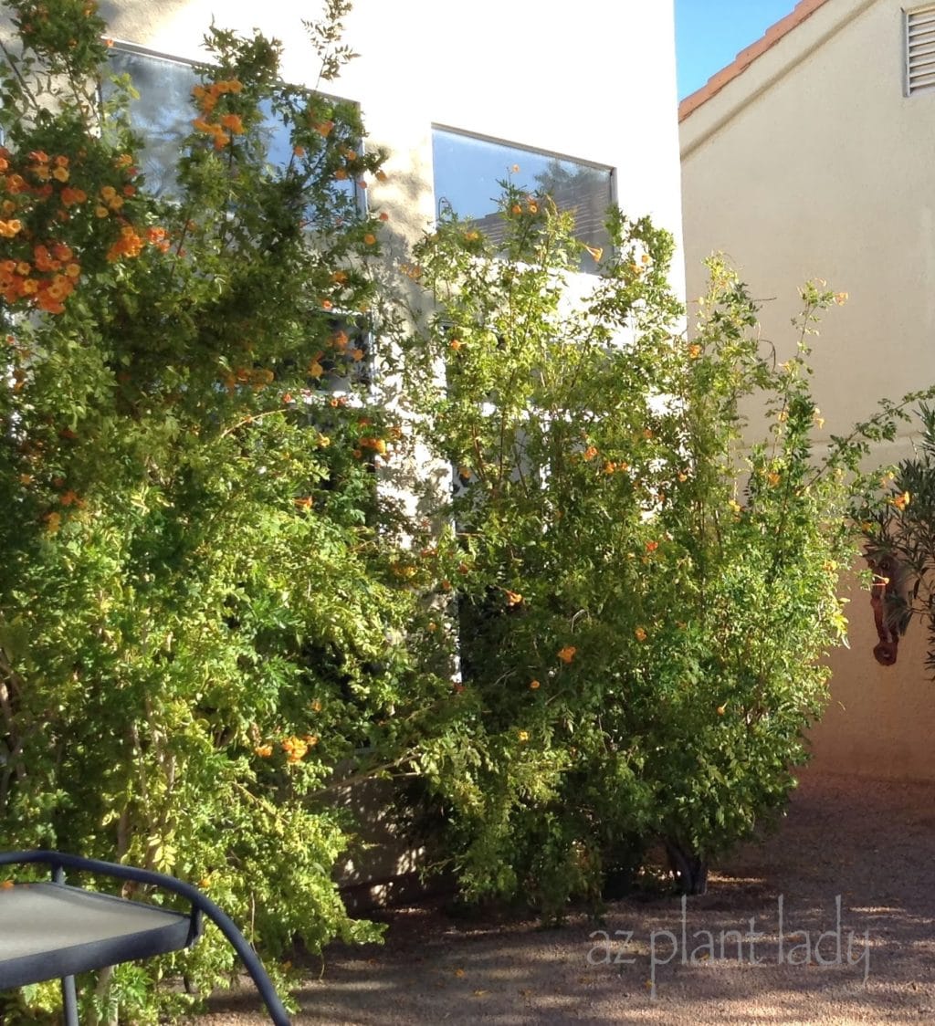 using Orange Jubilee' (Tecoma x 'Orange Jubilee') shrubs In Place of Curtains