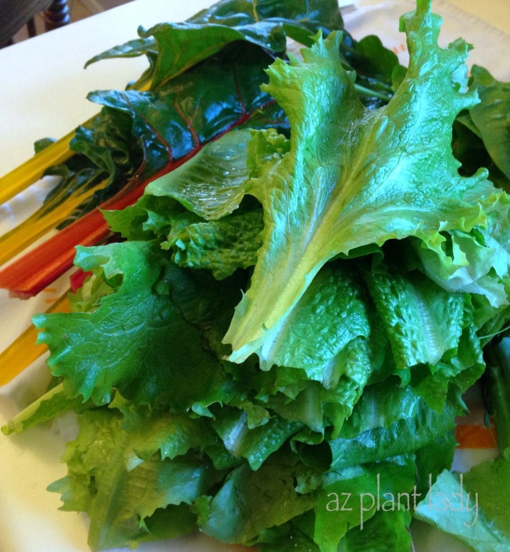 harvest vegetables