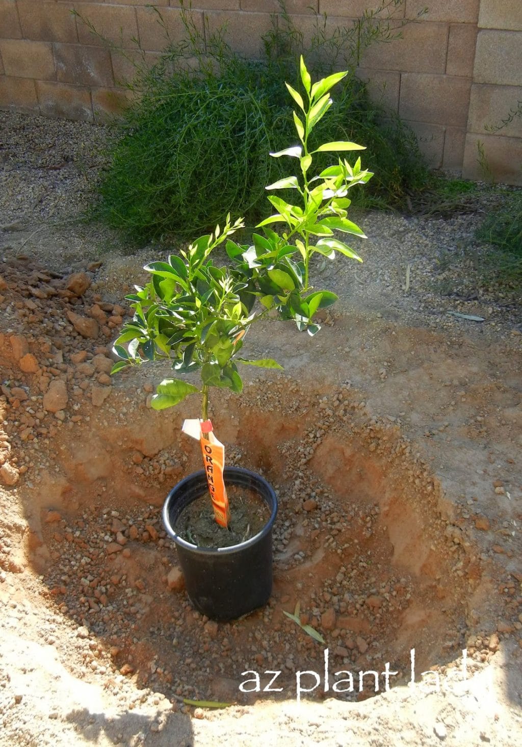When planting trees, it is best to dig them 3x as wide as the rootball to allow roots an easier time to grow outward.  However, plant at the same depth as the root ball.