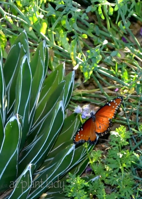 New Ideas for Sustainable Landscaping