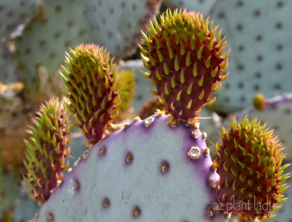 Santa-rita prickly pear