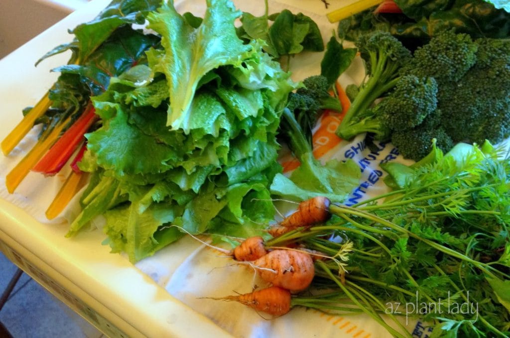 harvest vegetables