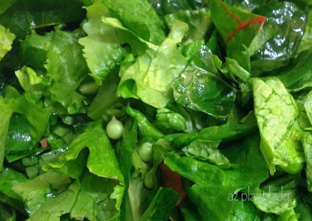 harvest vegetables