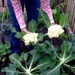 harvest_cauliflower_vegetable_garden