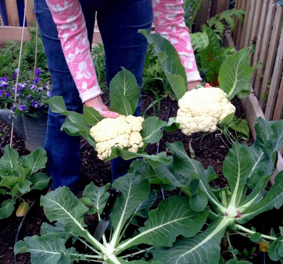 harvest_cauliflower_vegetable_garden