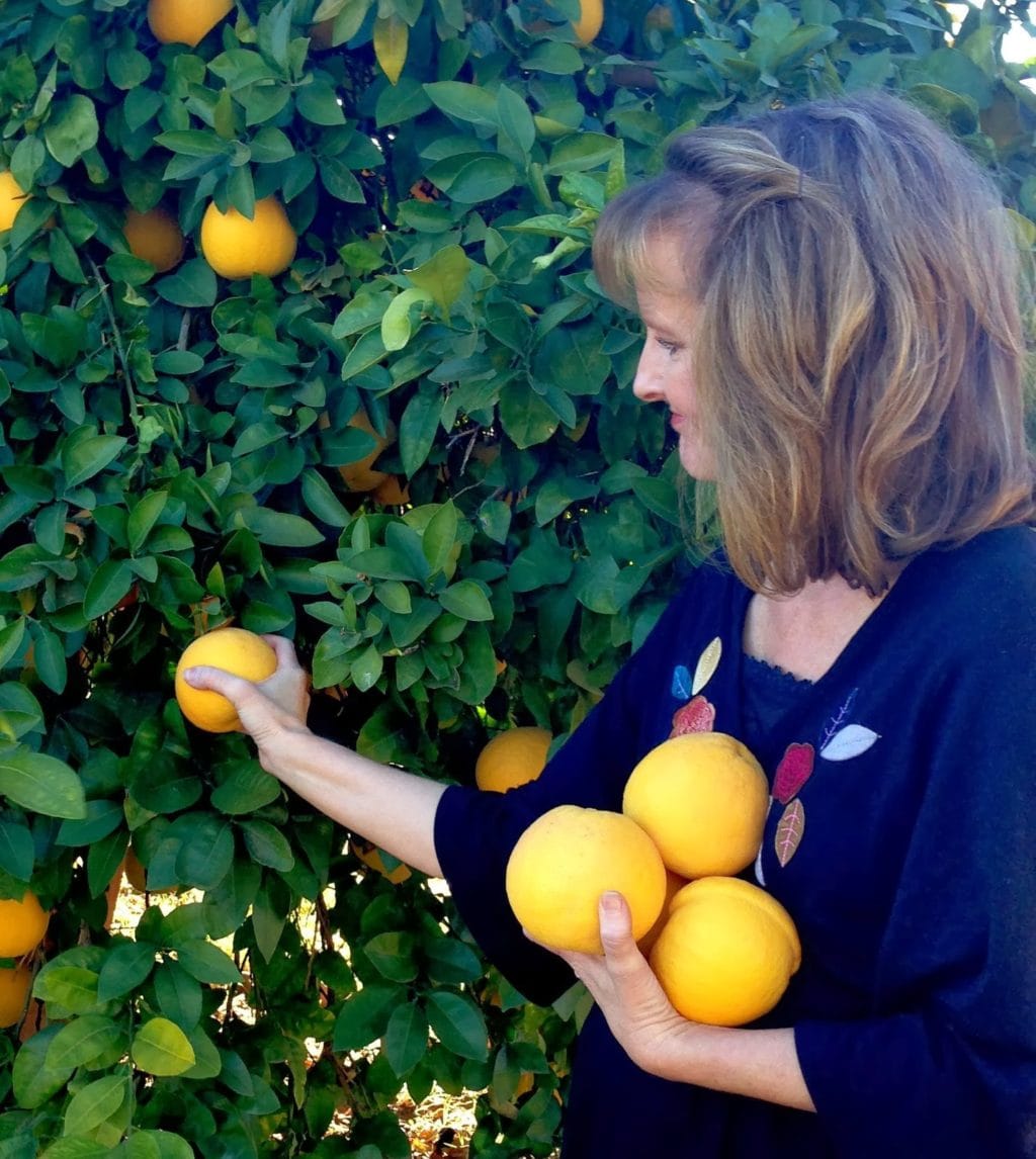 grapefruit harvesting 