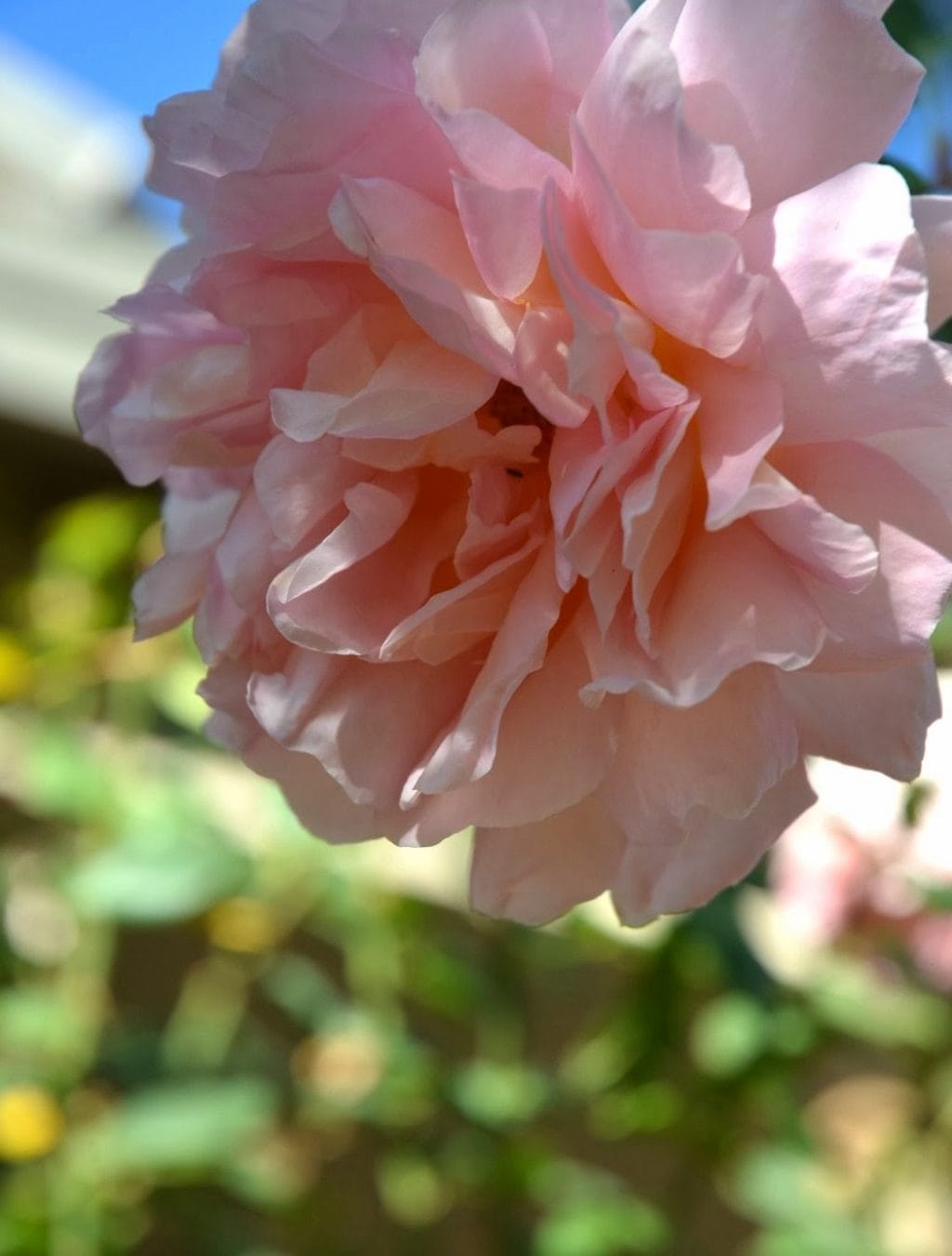 Abraham Darby' rose bush