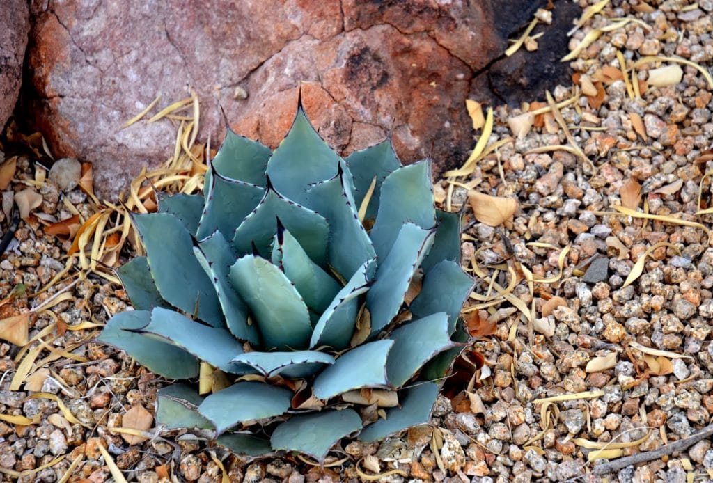 artichoke agave perennials and succulents