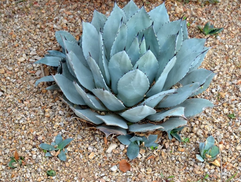 artichoke agave perennials and succulents