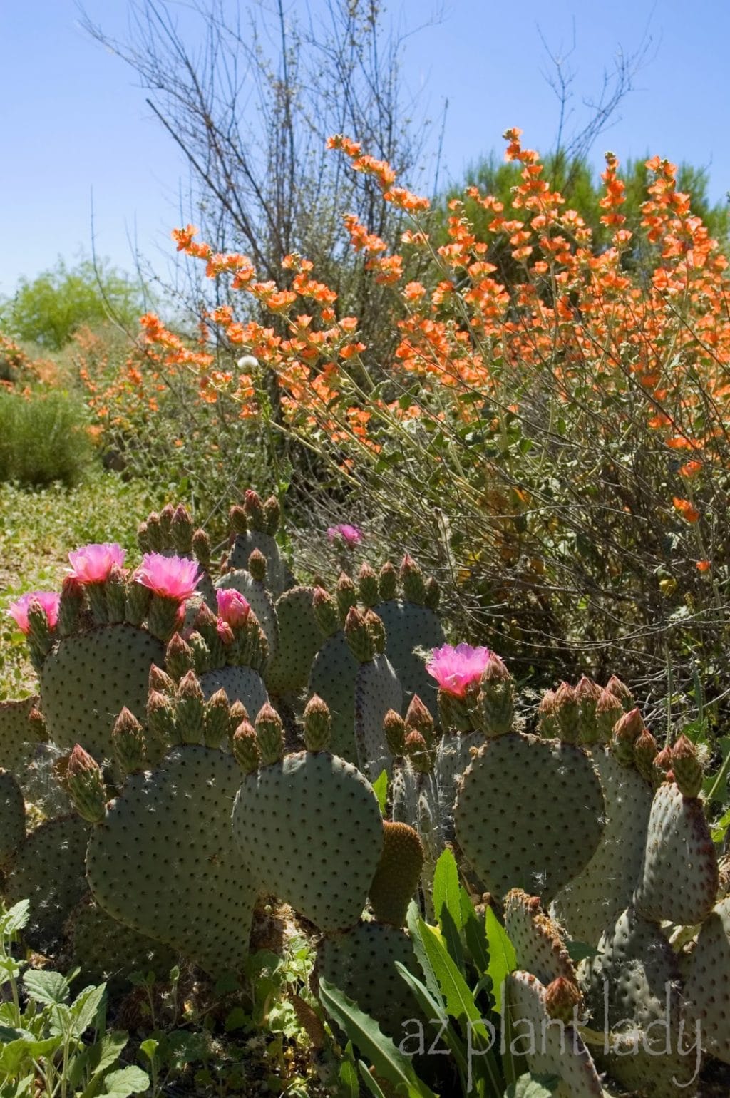 sustainable landscaping