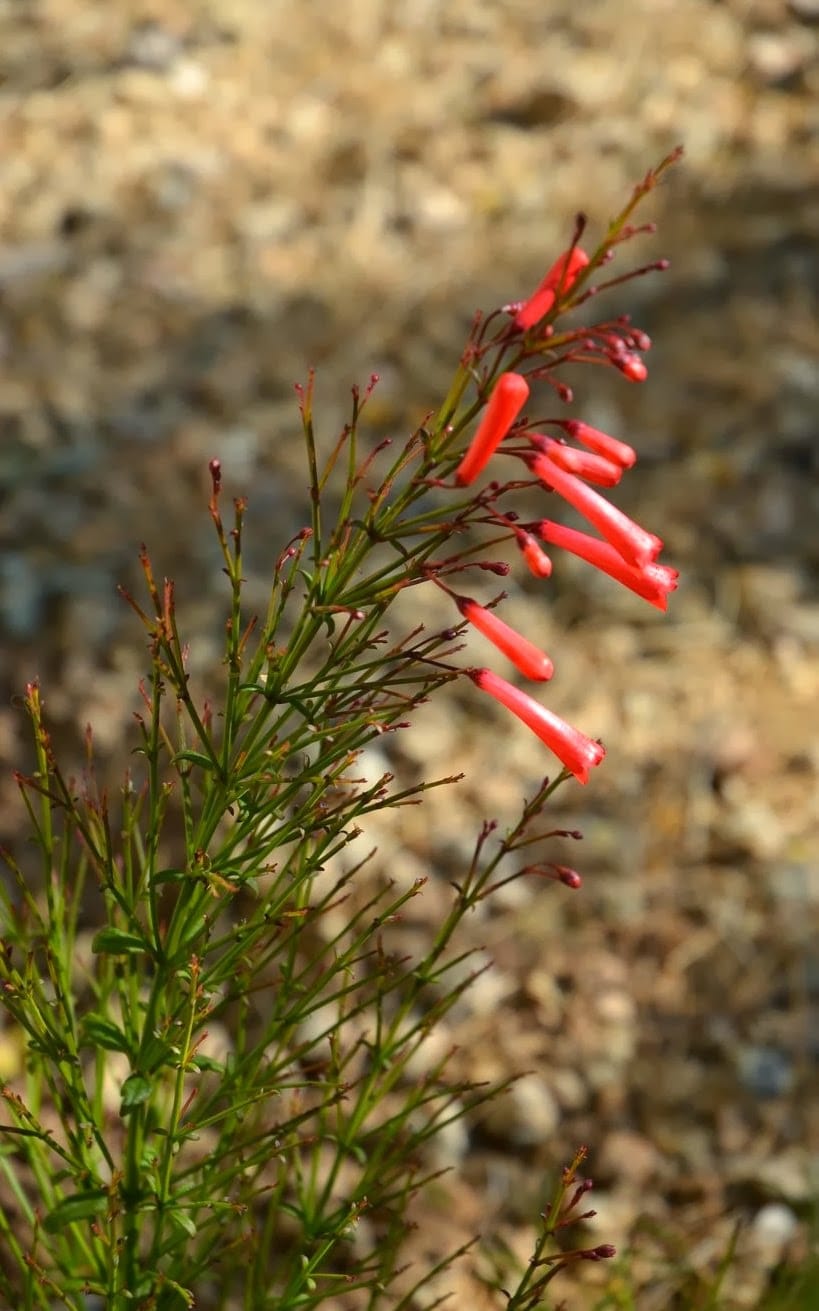 coral fountain (Rusellia equisetiformis)