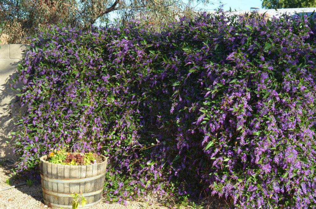 purple lilac vine (Hardenbergia violaceae)