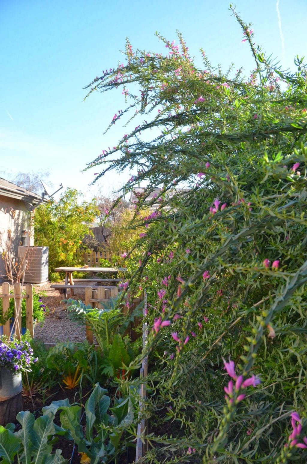 My Spring Garden in Winter