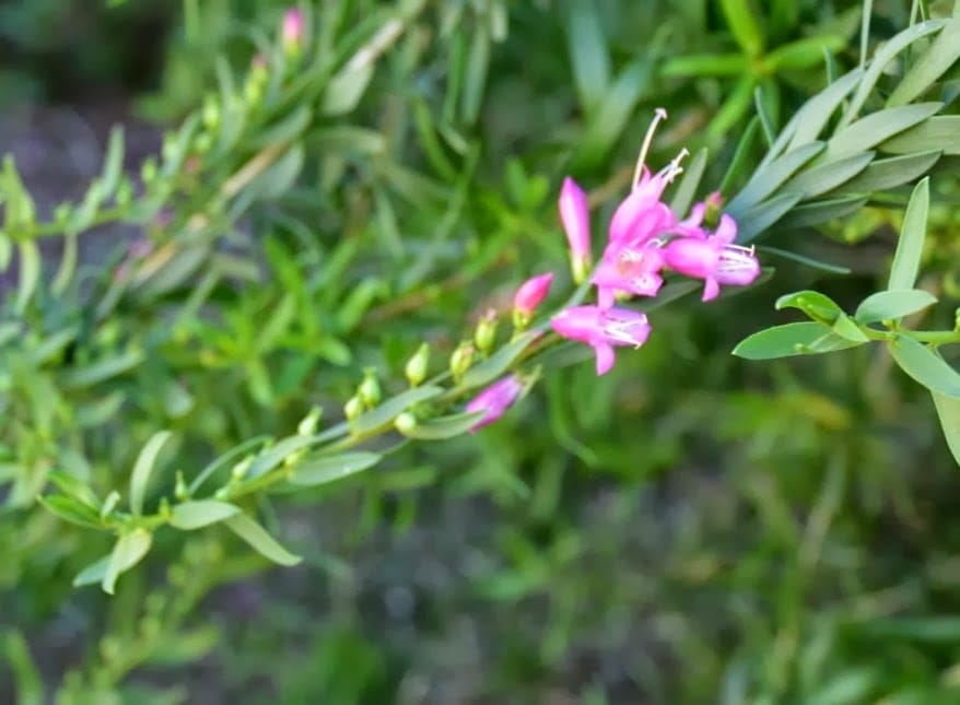 'Pink Beauty' (Eremophila laanii)