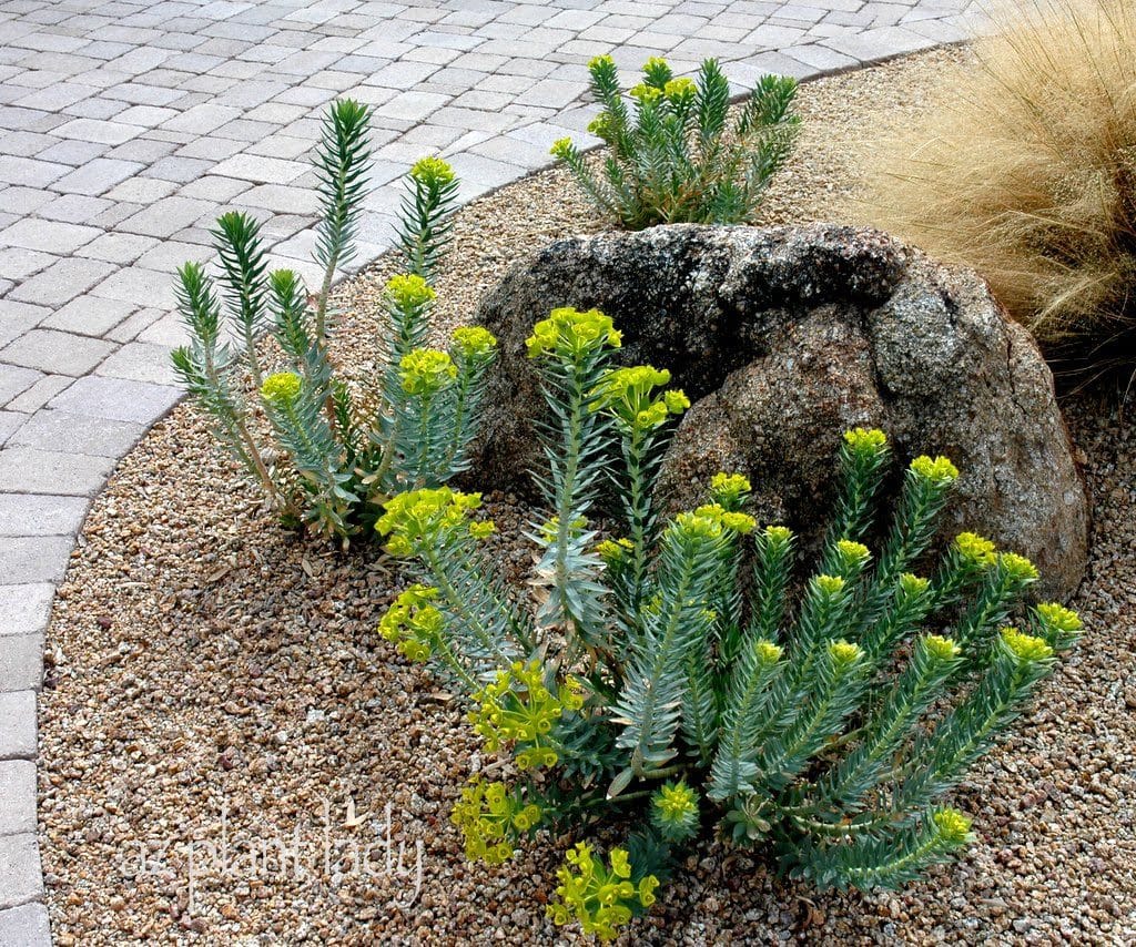 Silver Spurge (Euphorbia rigida)