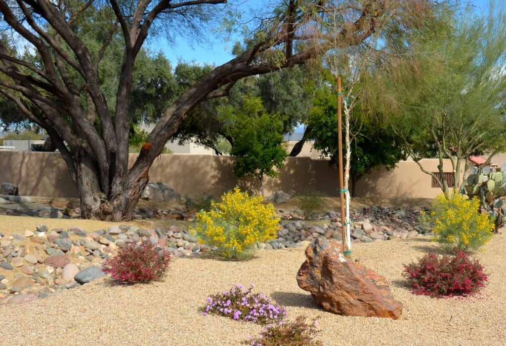 Valentine (Eremophila maculata 'Valentine')