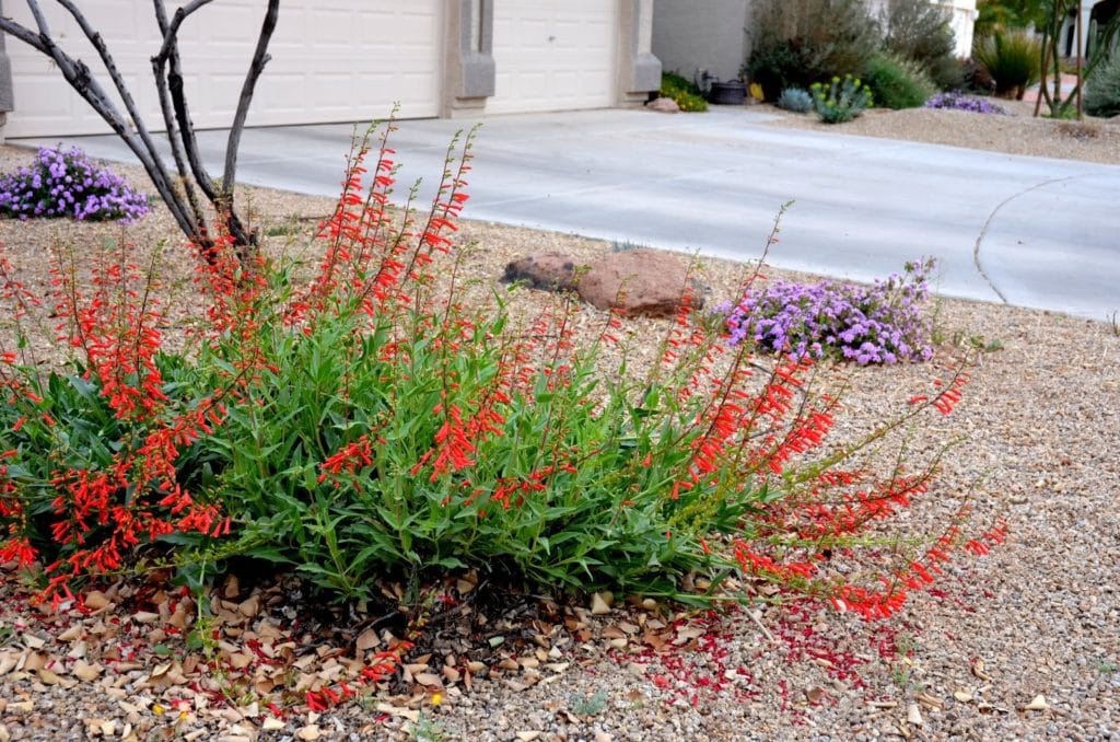  firecracker penstemon (Penstemon eatonii) perennials and succulents