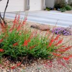 firecracker penstemon (Penstemon eatonii)