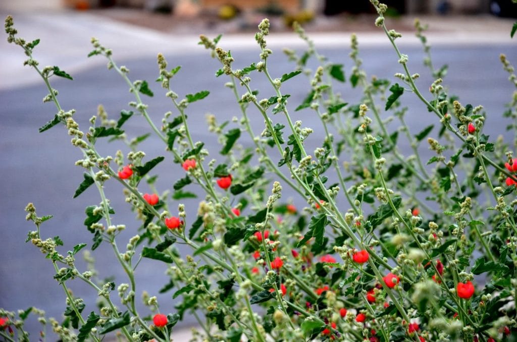 globe mallow perennials and succulents