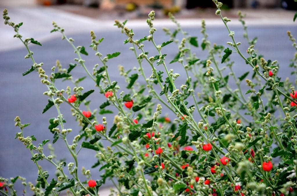 Globe Mallow Archives Desert Gardening 101