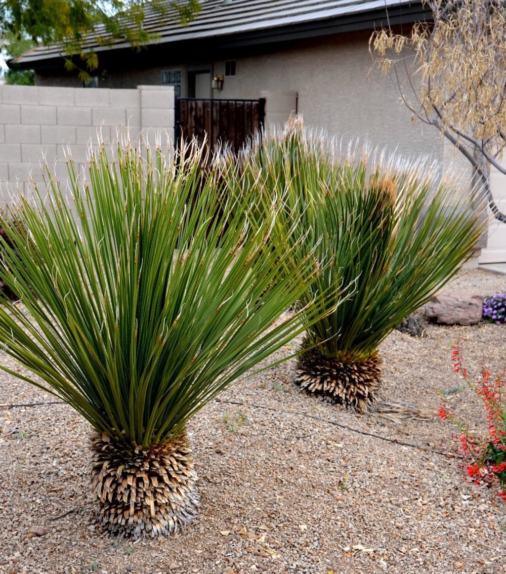 desert spoon (Dasylirion acrotriche)