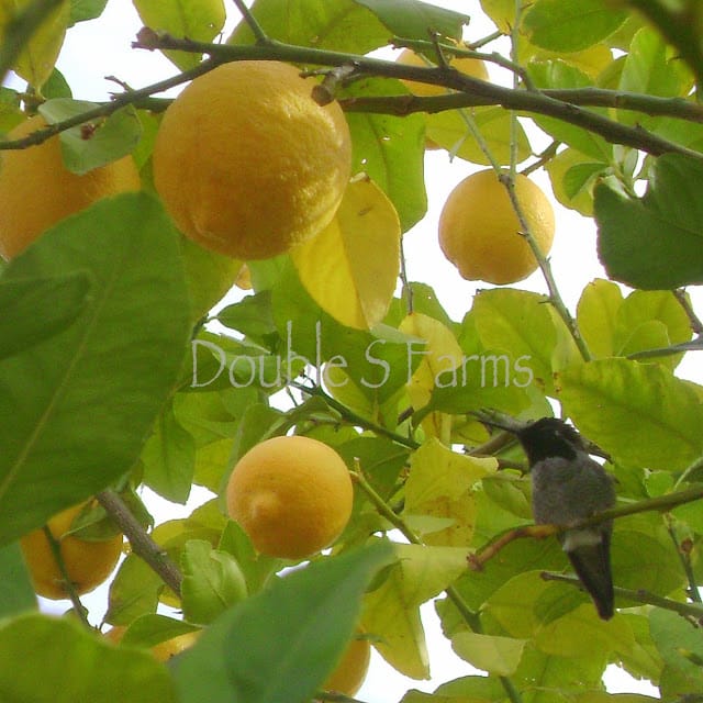 Hummingbird-Lemon-tree