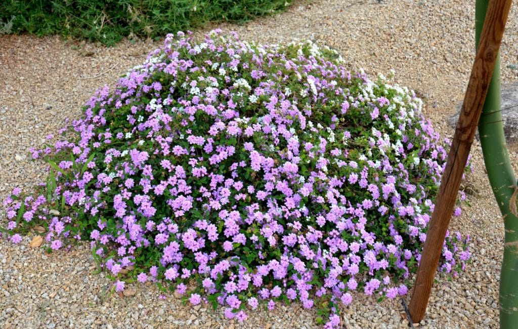 lavender lace lantana